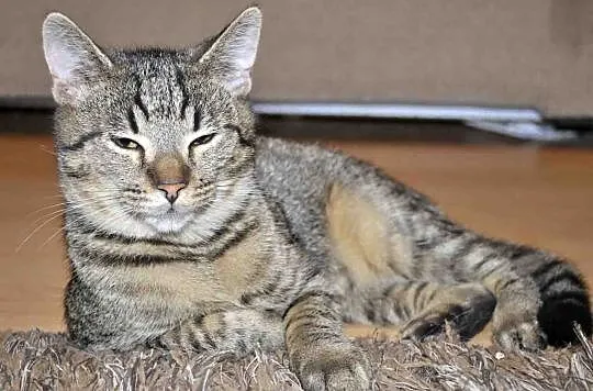4 miesięczny kocurek Tiger szuka domu