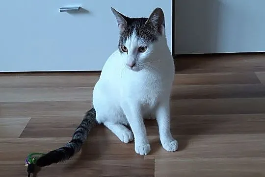 Gucio