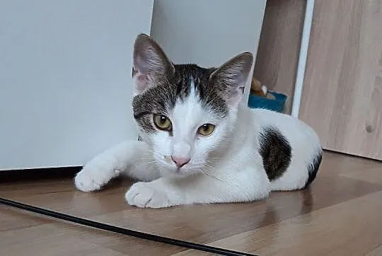Gucio