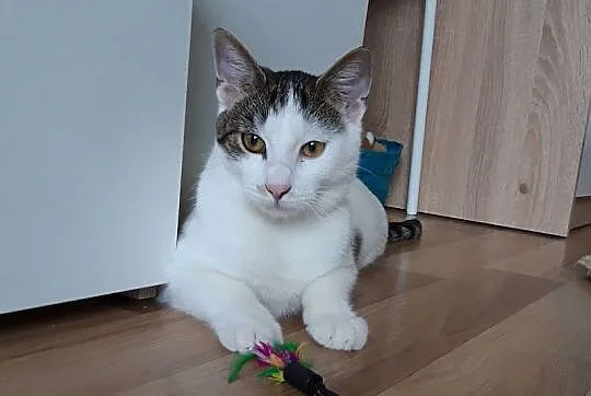 Gucio
