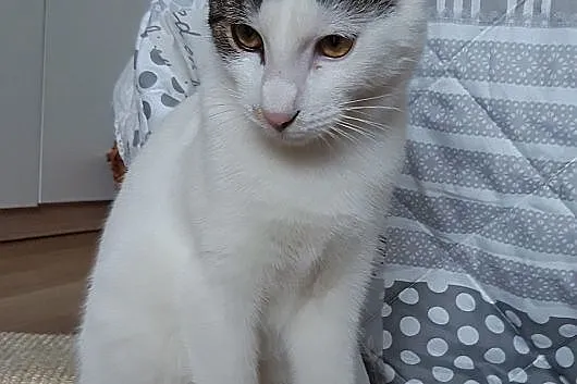 Gucio