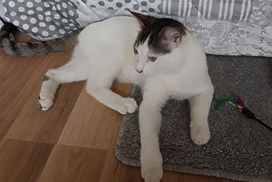 Gucio