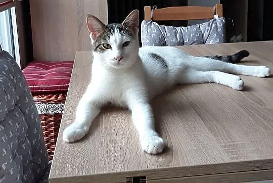 Gucio