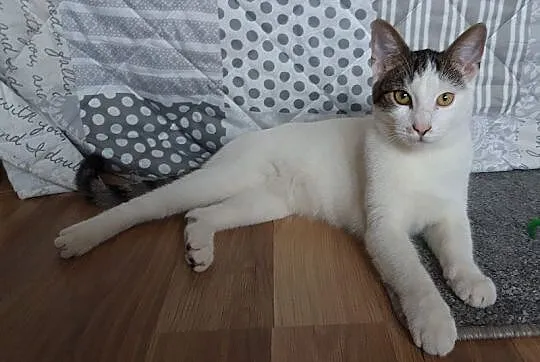 Gucio