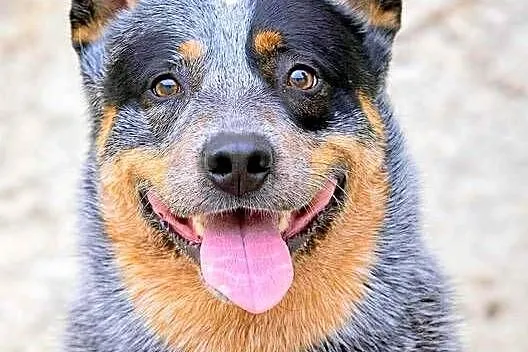 Australian Cattle Dog