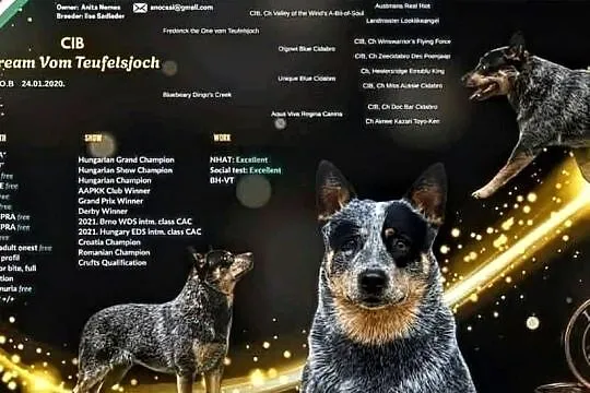 Australian Cattle Dog, Mazowieckie, Warszawa