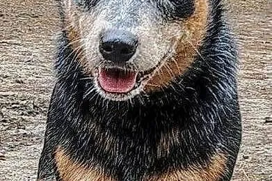 Australian Cattle Dog, Mazowieckie, Warszawa