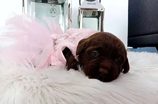 Labrador Retriver