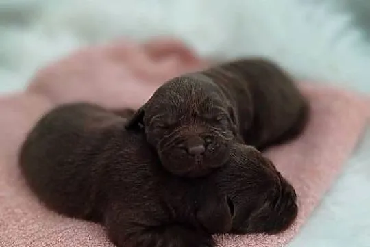Labrador Retriver, Wielkopolskie, Krotoszyn