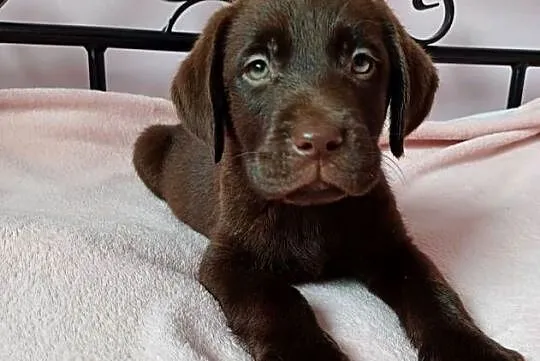 Labrador Retriver, Wielkopolskie, Krotoszyn