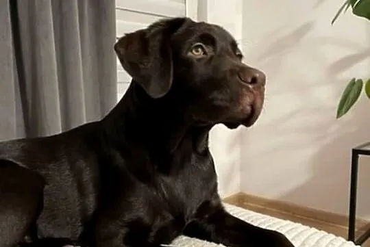Labrador Retriver, Wielkopolskie, Krotoszyn