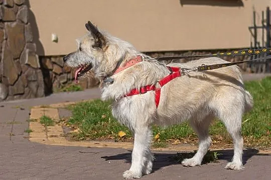 Piękny wesoły piesek marzy o kochającym domku na zawsze, , Wrocław