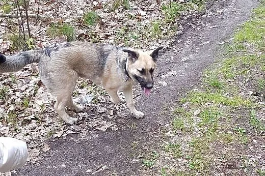 HYZIO - idealny pies istnieje! ,  mazowieckie Wars