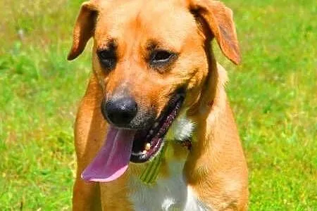 LUZAK - piękny, młody wesoły psiak do adopcji,  ma