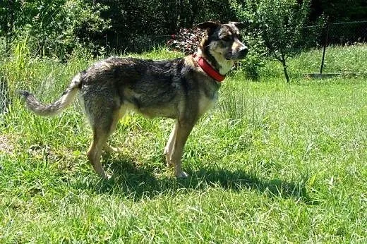 AZA piękna, średnia, radosna sunia poleca sie do a