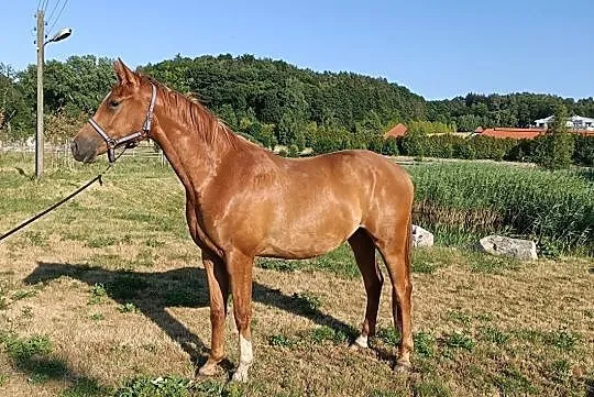 Współdzierżawa 4 letniego wałacha, , Brzeszcze