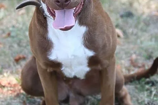 Młody DO ADOPCJI,  mazowieckie Grójec