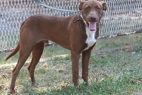 Młody DO ADOPCJI,  mazowieckie Grójec