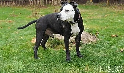 Kornel 8-letnii amstaff szuka domu, mazowieckie W