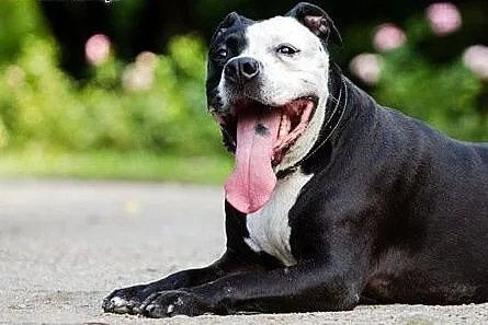 Kornel 8-letnii amstaff szuka domu,  mazowieckie W