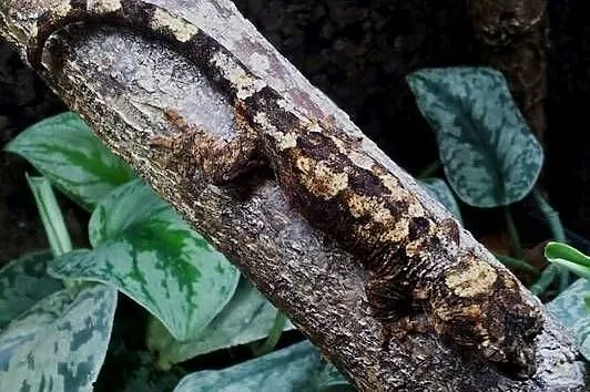 Gekon omszały Mniarogekko chahoua PI -młoda samiczka