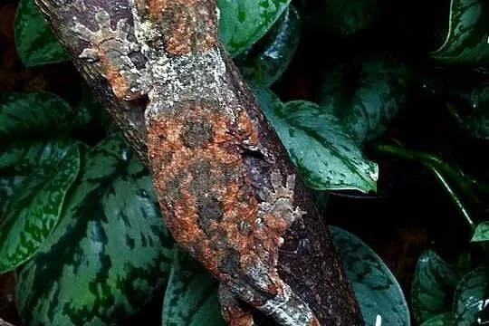 Gekon omszały Mniarogekko chahoua PI -młoda samiczka, Wielkopolskie, Kamionki