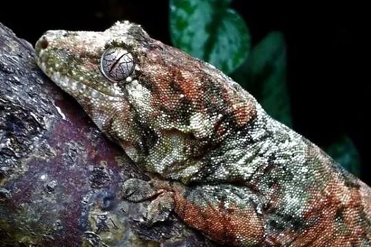 Gekon omszały Mniarogekko chahoua PI -młoda samiczka, Wielkopolskie, Kamionki