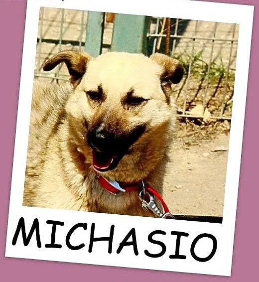 Średni 15 kg biszkoptowy psiak MICHAŁEK,towarzyski