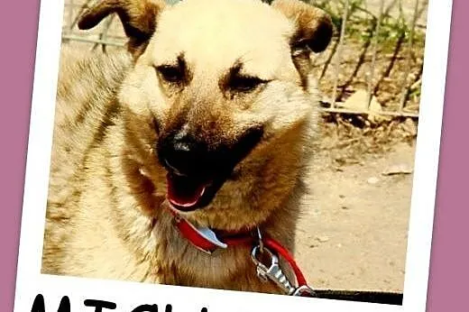 Średni 15 kg biszkoptowy psiak MICHAŁEK,towarzyski