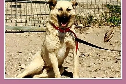 Średni 15 kg biszkoptowy psiak MICHAŁEK,towarzyski