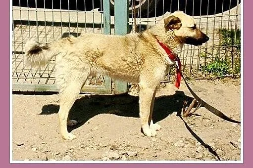 Średni 15 kg biszkoptowy psiak MICHAŁEK,towarzyski
