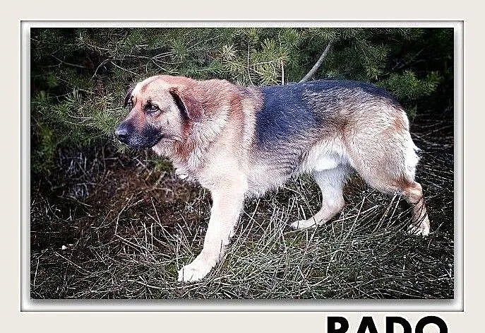 RADO,młody,owczarek niem. mix,duży,40kg,łagodny,rodzinny pies.ADOPCJA, Śląskie, Katowice