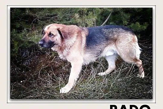 RADO,młody,owczarek niem. mix,duży,40kg,łagodny,rodzinny pies.ADOPCJA, Śląskie, Katowice