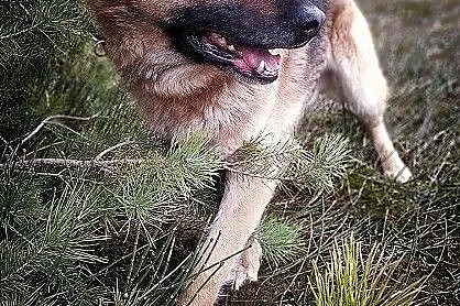RADO,młody,owczarek niem. mix,duży,40kg,łagodny,rodzinny pies.ADOPCJA, Śląskie, Katowice