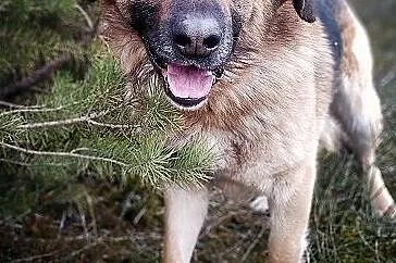 RADO,młody,owczarek niem. mix,duży,40kg,łagodny,rodzinny pies.ADOPCJA, Śląskie, Katowice