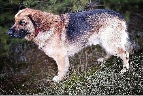 RADO,młody,owczarek niem. mix,duży,40kg,łagodny,rodzinny pies.ADOPCJA, Śląskie, Katowice