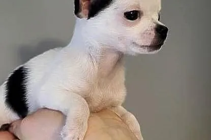 Chihuahua, Świętokrzyskie, Kielce
