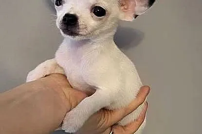 Chihuahua, Świętokrzyskie, Kielce