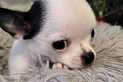 Chihuahua, Świętokrzyskie, Kielce
