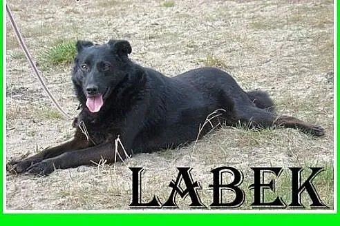 19kg,LABEK,wesoły,łagodny,dosyć aktywny pies,mieszaniec.ADOPCJA,  małopolskie Kraków