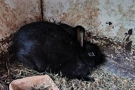 króliki samce i samiczki, Łódzkie, Gorzkowice