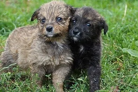 Marysiątka - sześć maluchów do pilnej adopcji!,  m