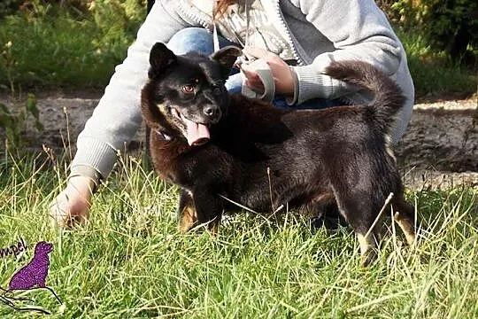 Mały, uśmiechnięty Dodi szuka odpowiedzialnego dom