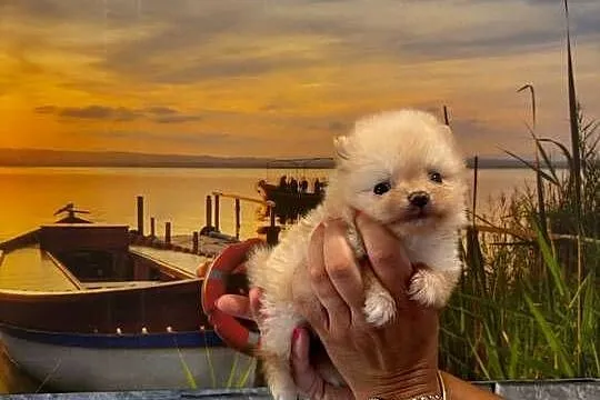 Szpic miniaturowy pomeranian dziewczynka