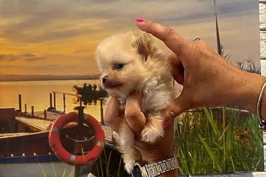 Szpic miniaturowy pomeranian dziewczynka, Śląskie, Poniszowice