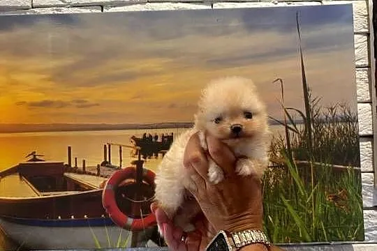 Szpic miniaturowy pomeranian dziewczynka, Śląskie, Poniszowice