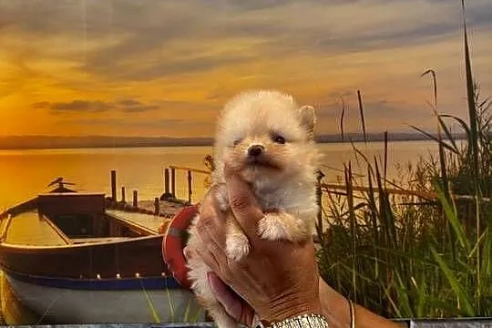 Szpic miniaturowy pomeranian dziewczynka, Śląskie, Poniszowice