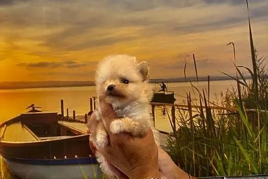 Szpic miniaturowy pomeranian dziewczynka, Śląskie, Poniszowice