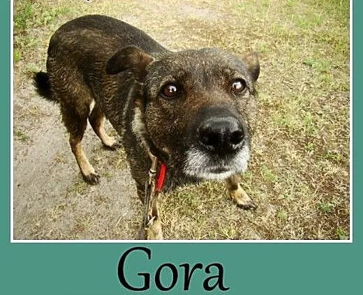 Spokojna, przyjazna suczka Gora -adopcja, mazowie