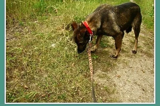 Spokojna, przyjazna suczka Gora -adopcja,  mazowie